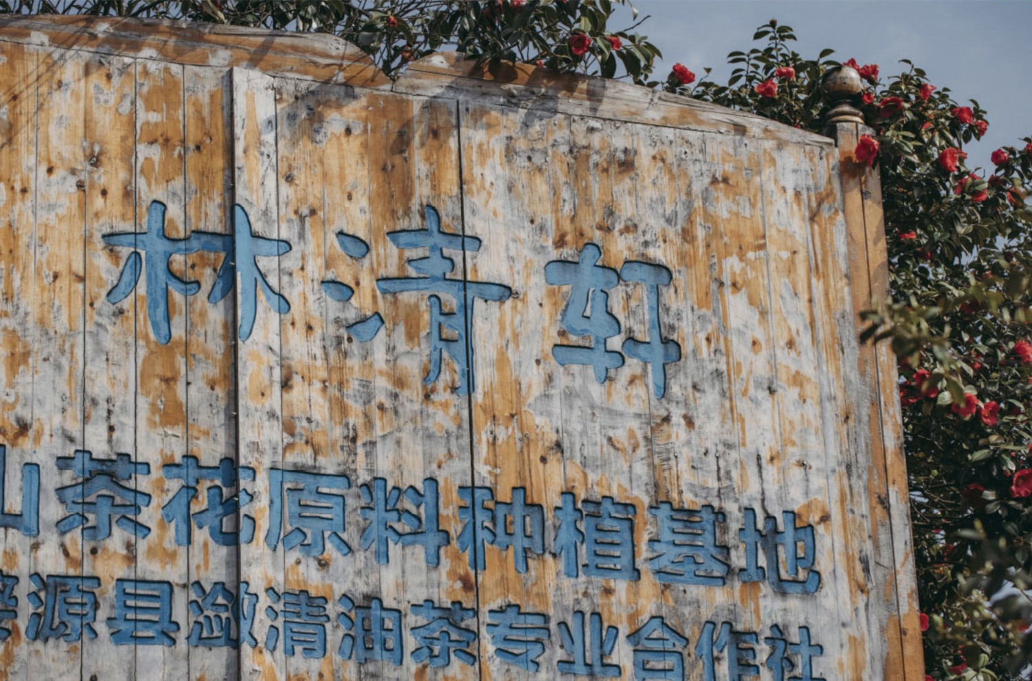 林清轩在全国多地合作拥有超过2万亩山茶花原料种植基地